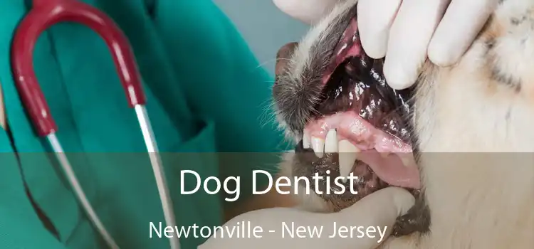 Dog Dentist Newtonville - New Jersey