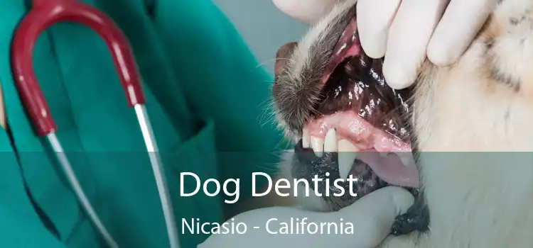 Dog Dentist Nicasio - California