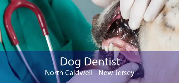 Dog Dentist North Caldwell - New Jersey
