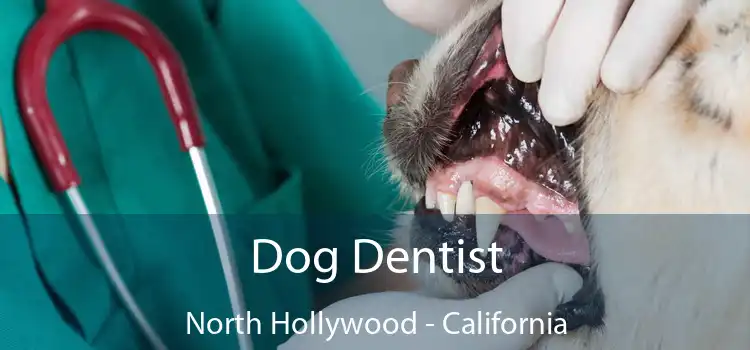 Dog Dentist North Hollywood - California