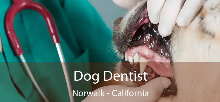 Dog Dentist Norwalk - California