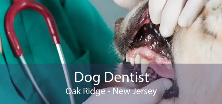 Dog Dentist Oak Ridge - New Jersey
