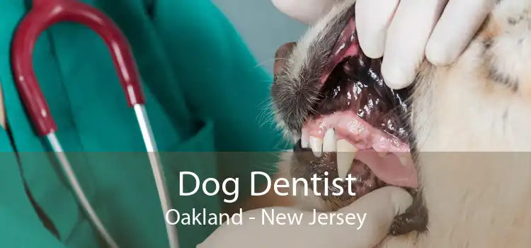Dog Dentist Oakland - New Jersey