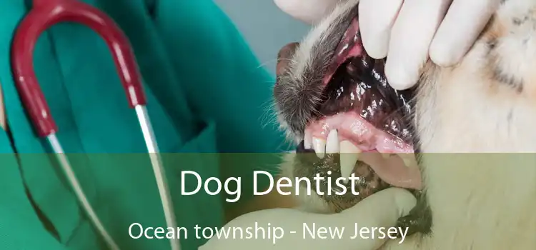 Dog Dentist Ocean township - New Jersey