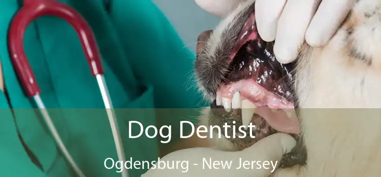 Dog Dentist Ogdensburg - New Jersey