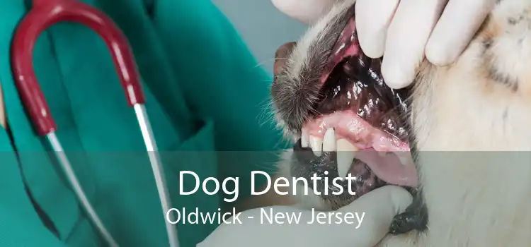 Dog Dentist Oldwick - New Jersey