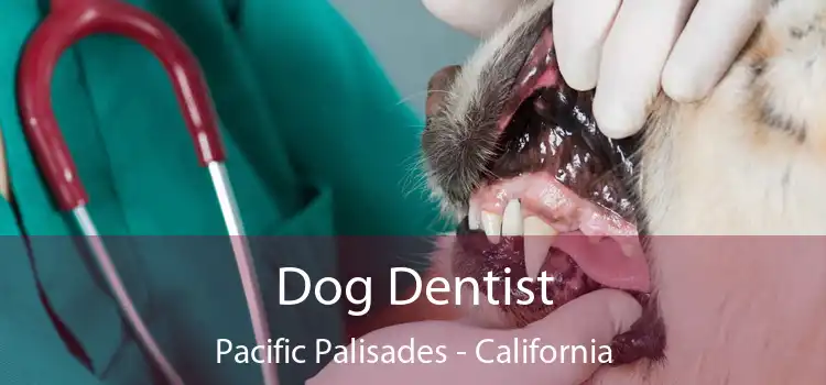 Dog Dentist Pacific Palisades - California