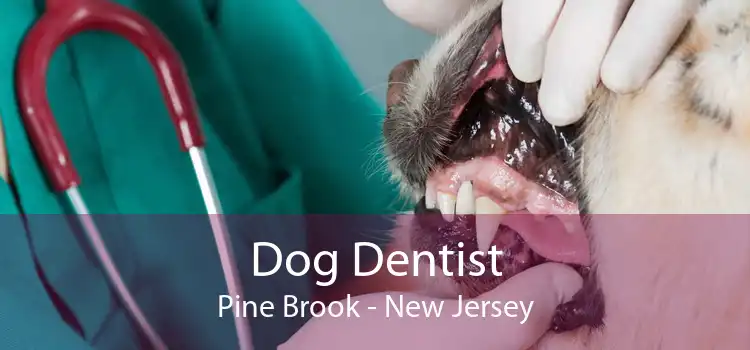 Dog Dentist Pine Brook - New Jersey