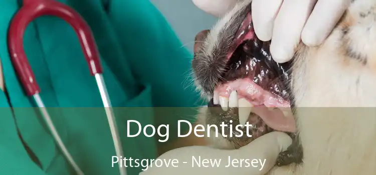 Dog Dentist Pittsgrove - New Jersey