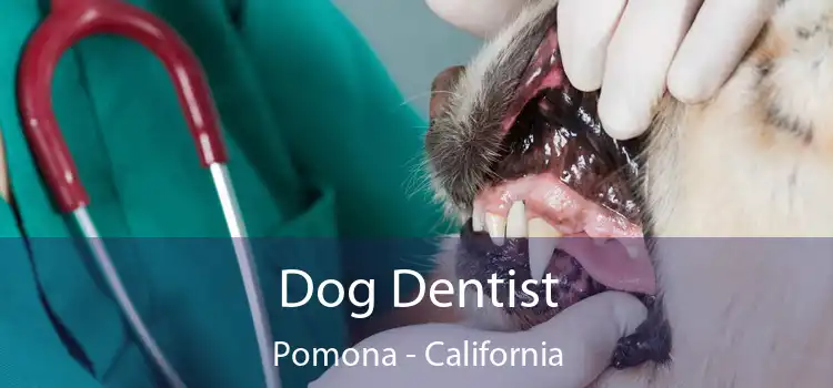 Dog Dentist Pomona - California