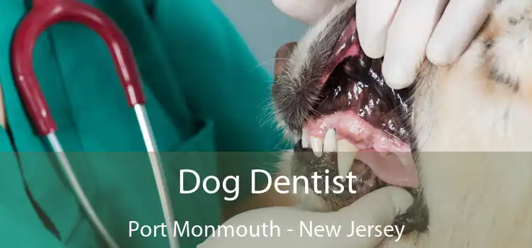 Dog Dentist Port Monmouth - New Jersey