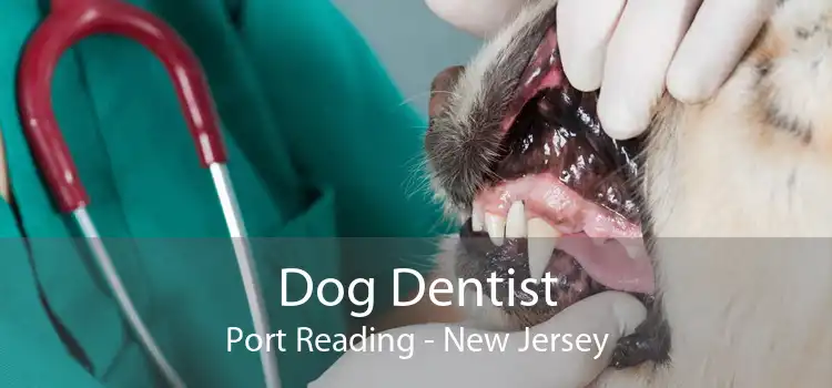 Dog Dentist Port Reading - New Jersey