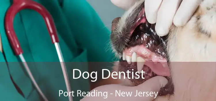 Dog Dentist Port Reading - New Jersey
