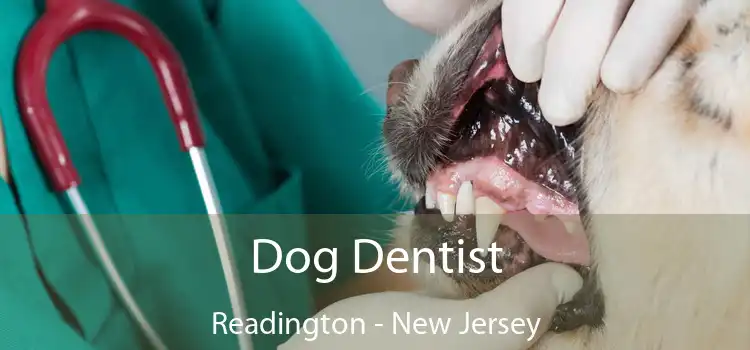 Dog Dentist Readington - New Jersey