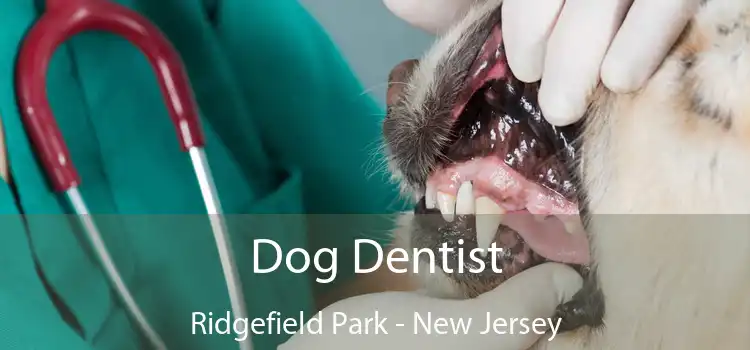 Dog Dentist Ridgefield Park - New Jersey