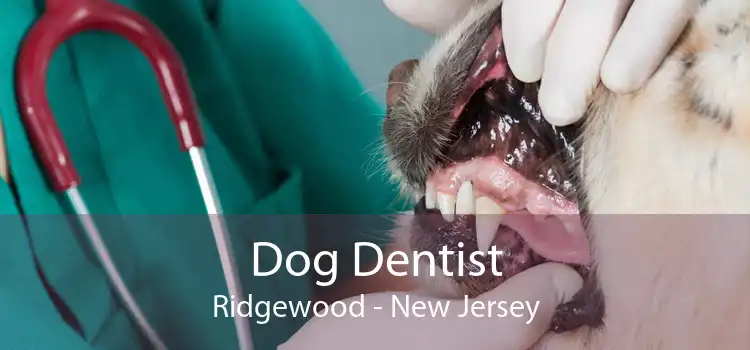Dog Dentist Ridgewood - New Jersey