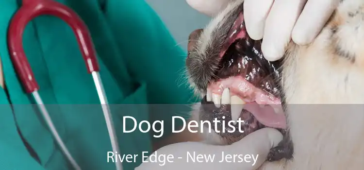 Dog Dentist River Edge - New Jersey