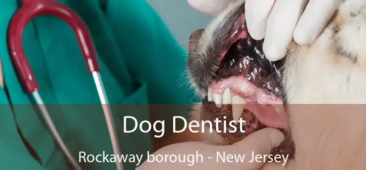 Dog Dentist Rockaway borough - New Jersey