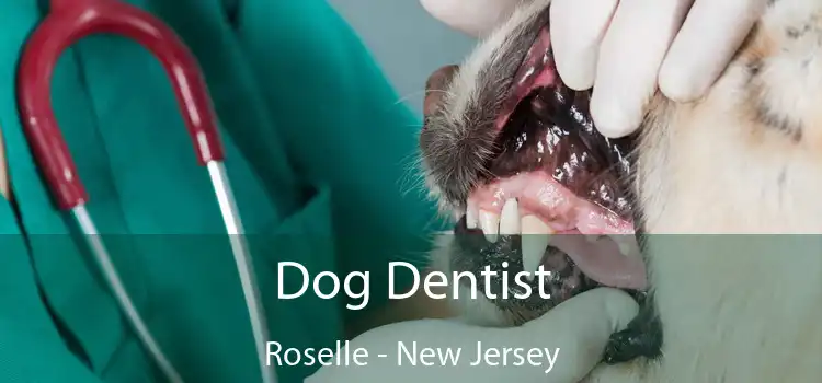 Dog Dentist Roselle - New Jersey