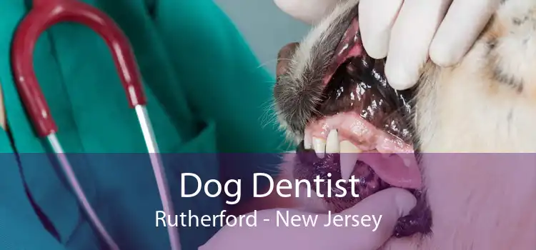 Dog Dentist Rutherford - New Jersey