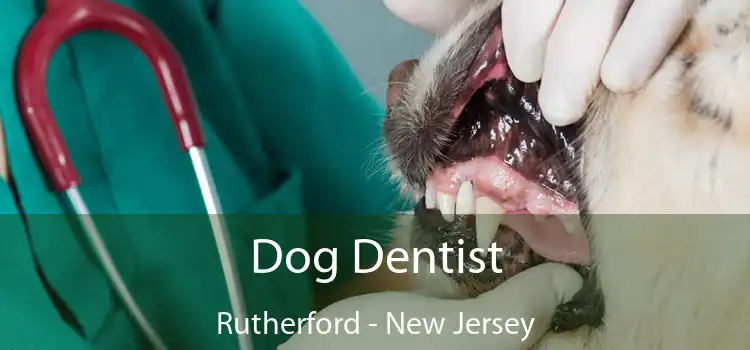 Dog Dentist Rutherford - New Jersey