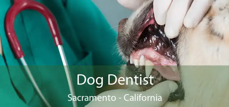 Dog Dentist Sacramento - California