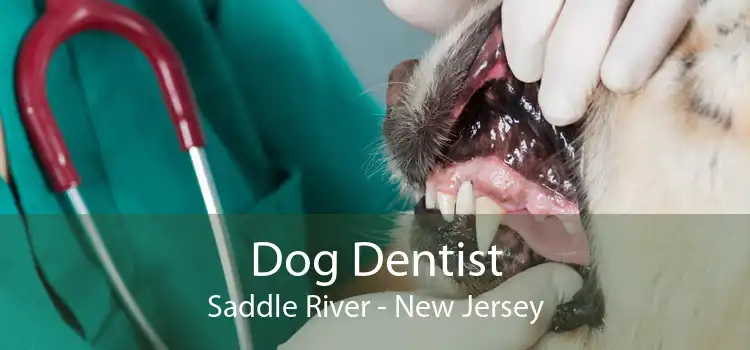 Dog Dentist Saddle River - New Jersey