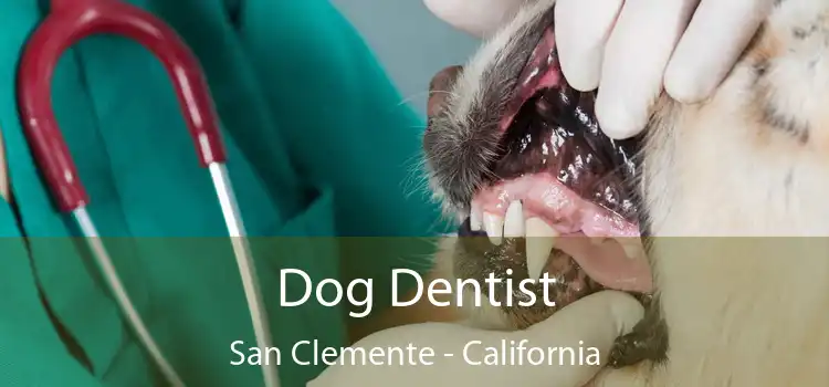 Dog Dentist San Clemente - California
