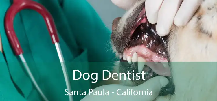 Dog Dentist Santa Paula - California