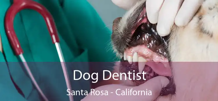 Dog Dentist Santa Rosa - California