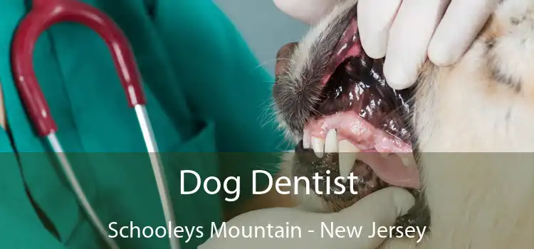 Dog Dentist Schooleys Mountain - New Jersey