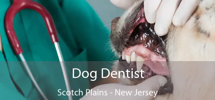 Dog Dentist Scotch Plains - New Jersey