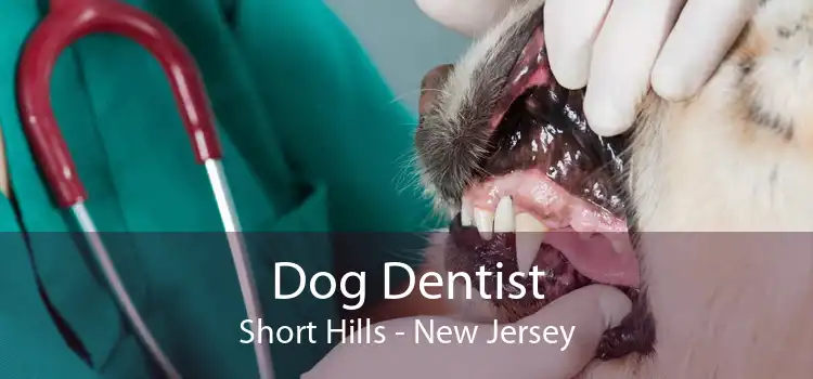 Dog Dentist Short Hills - New Jersey