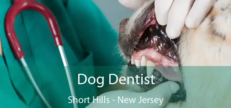 Dog Dentist Short Hills - New Jersey