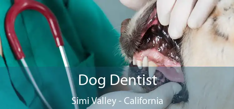 Dog Dentist Simi Valley - California