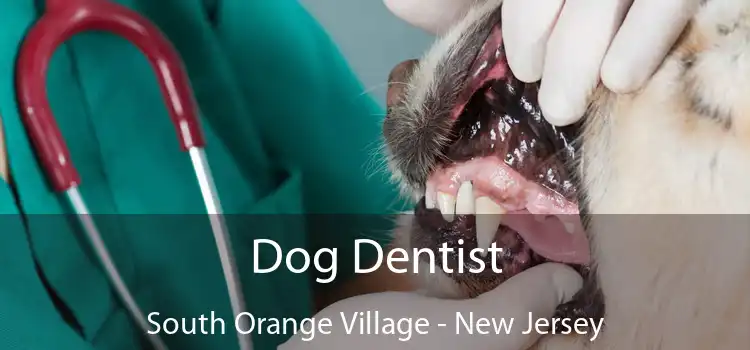 Dog Dentist South Orange Village - New Jersey