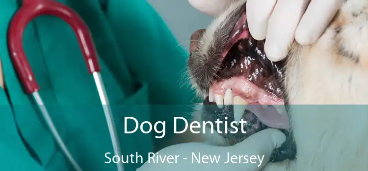 Dog Dentist South River - New Jersey