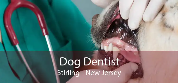 Dog Dentist Stirling - New Jersey