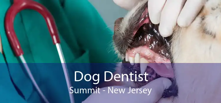 Dog Dentist Summit - New Jersey