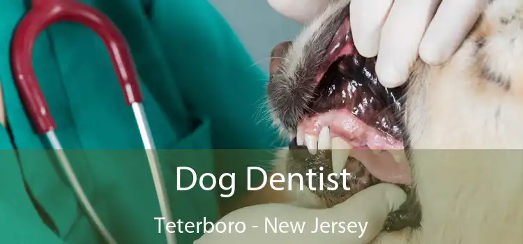 Dog Dentist Teterboro - New Jersey