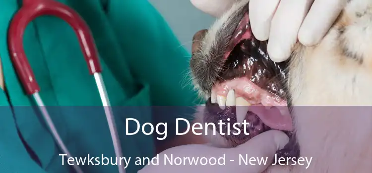 Dog Dentist Tewksbury and Norwood - New Jersey
