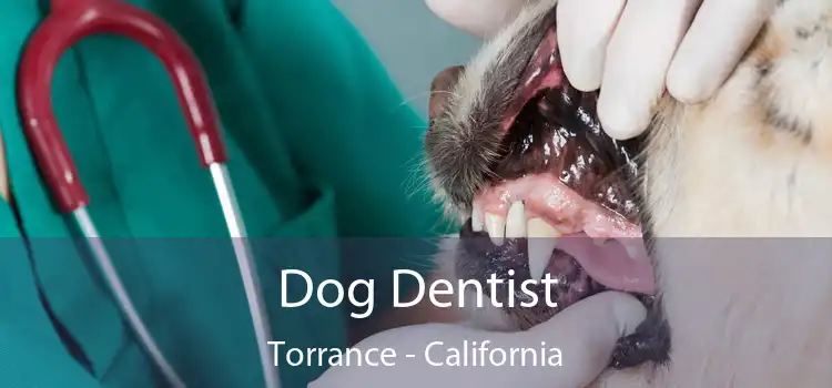 Dog Dentist Torrance - California