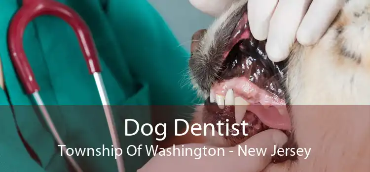 Dog Dentist Township Of Washington - New Jersey