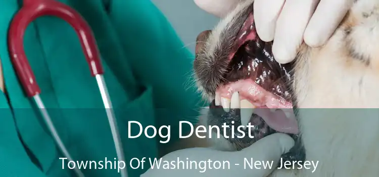 Dog Dentist Township Of Washington - New Jersey