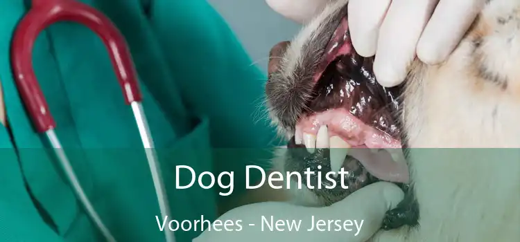 Dog Dentist Voorhees - New Jersey