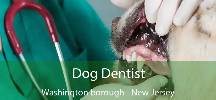 Dog Dentist Washington borough - New Jersey