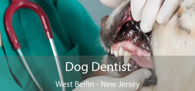 Dog Dentist West Berlin - New Jersey