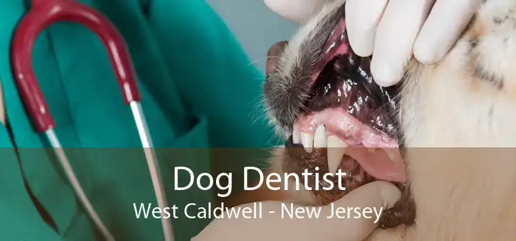 Dog Dentist West Caldwell - New Jersey