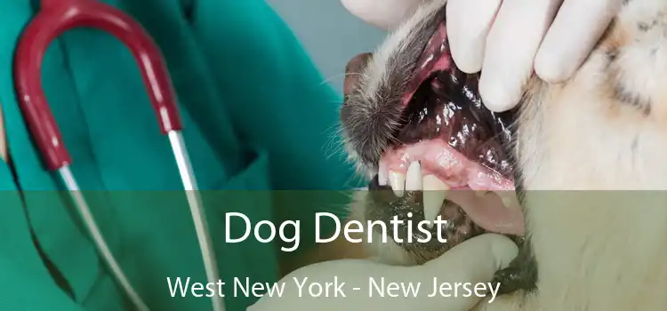 Dog Dentist West New York - New Jersey