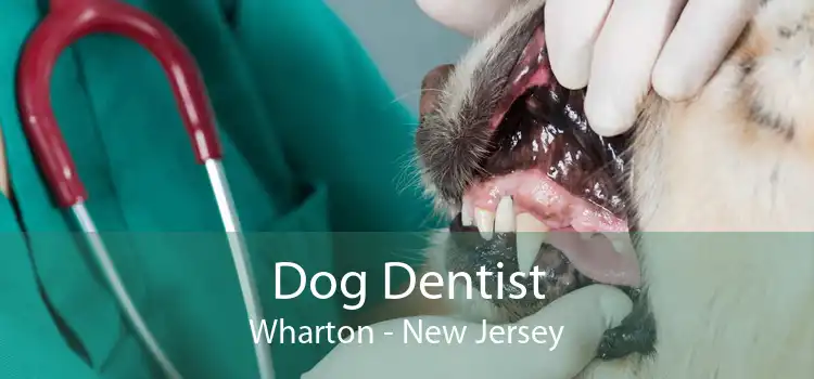 Dog Dentist Wharton - New Jersey